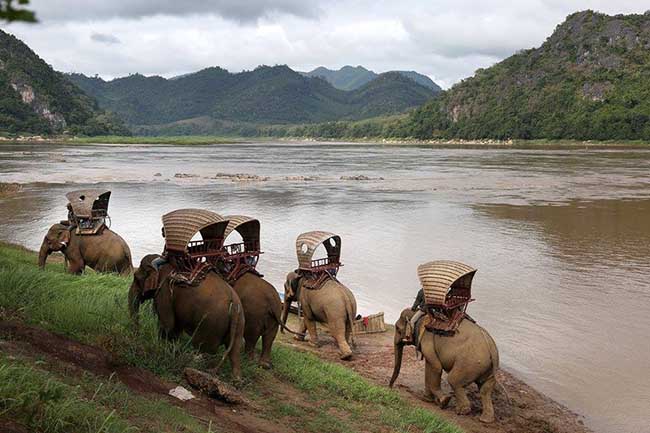 Du lịch Lào với sứ mệnh bảo tồn loài voi Du lịch Lào với sứ mệnh bảo tồn loài voi